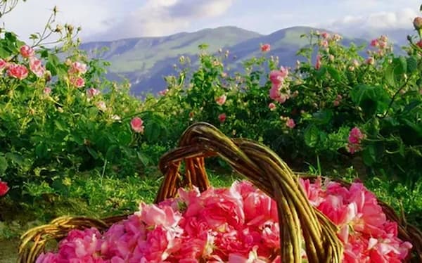 تصویر 5 از خرید و قیمت غنچه گل محمدی تبریز + فروش صادراتی